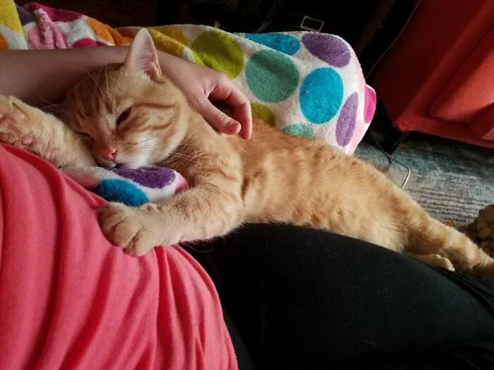 El tercer día de Chimney aquí. ¡Y mi primer gato! Estoy tan contenta de haberlo adoptado