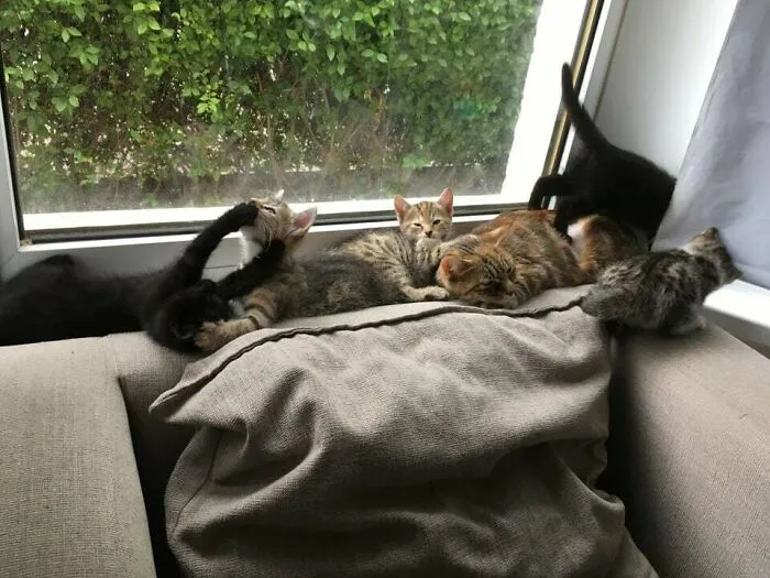 So That Fat Cat I Adopted Wasn't Fat After All. Cue Shenanigans