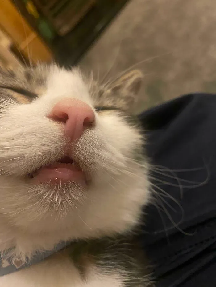Adoptamos al chico hace unas semanas. Tiene muchas cualidades buenas, pero la de dormir es la más importante