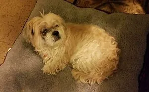 40 Soul-Healing Rescue Pet Pics To Make You Smile (February Edition)