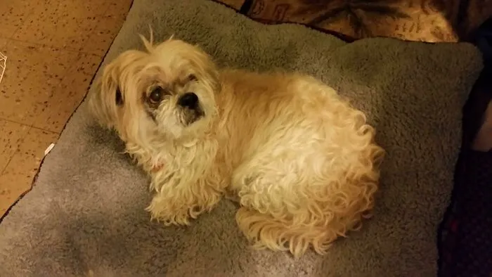 Someone Turned Over This 15 Year Old Dog To The Shelter So They Could Travel. He's Safe With Me Now. This Is Bert