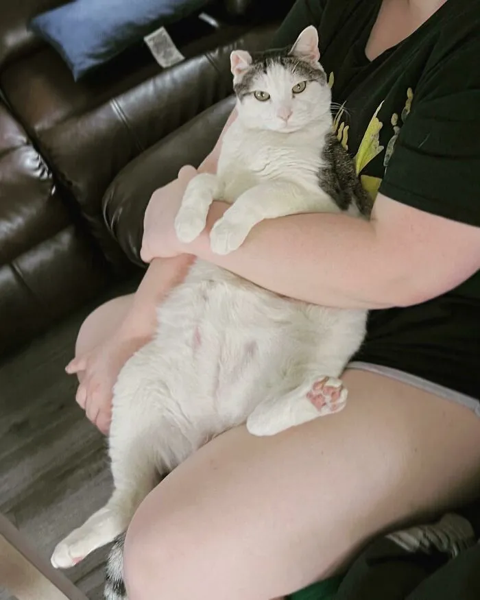 This Is Zachary. The Cat That Was Stuck In The Shelter, That Nobody Wanted Because “He Is Fat, Too Old, And Has A Weird Meow.” He’s Perfect 