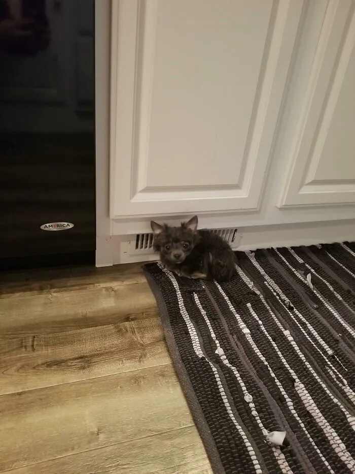Mi familia y Fang, nuestro chihuahua de 1,5 kg, acaban de mudarse a nuestro hogar definitivo y alguien ha encontrado el lugar perfecto para la siesta en nuestra cocina, junto a un conducto de ventilación