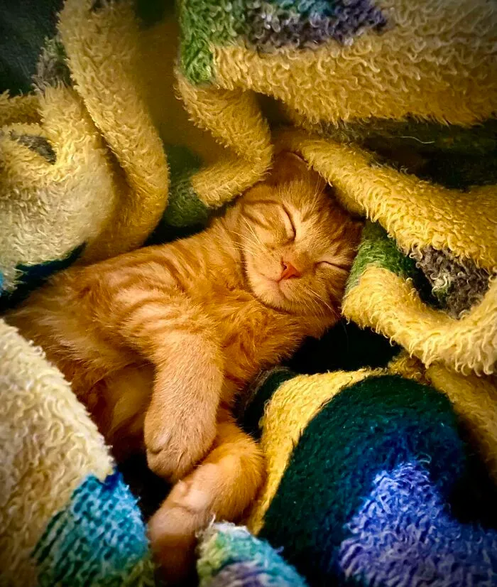 We Were Renting For Years In Places That Didn’t Allow Pets, But After Much Perseverance We Finally Purchased A Home Of Our Own. Meet Jonesy!