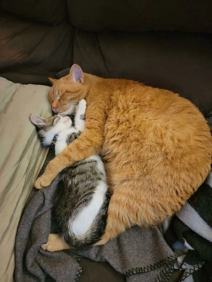 My 3 Year Old With The New Kitten I Brought Home
