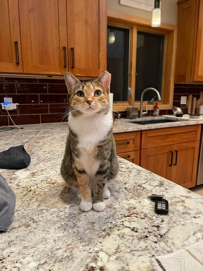 My Wife And I Adopted A Former Feral Who “Chose People” Instead Of Going Back To Her Cat Gang. Meet Trish The People-Liker!
