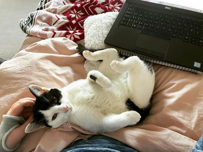 My Productivity Has Dropped Dramatically Since Adopting Willow