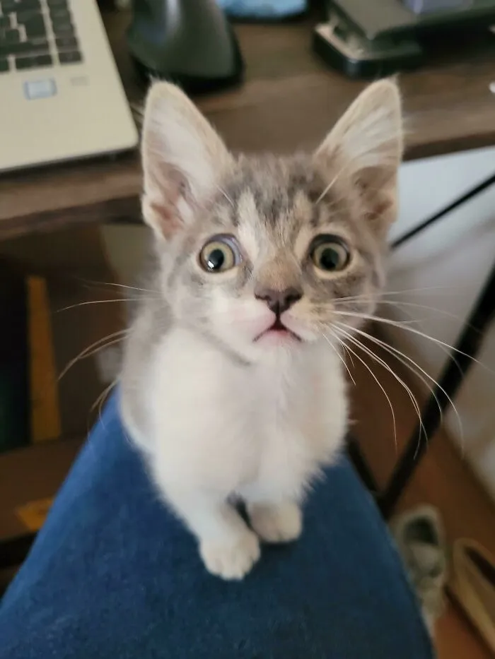 Kitty Realizes She's Adopted And Sentenced To Life Imprisonment, Cuddles And Treatos