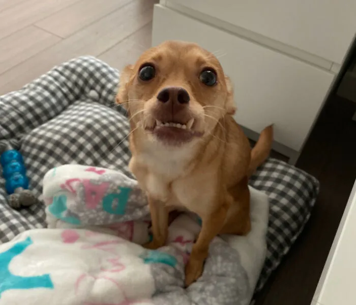Yo también adopté a un pastelito ¡esta es Lulú!