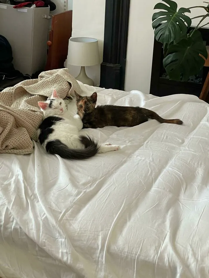 Los amigos recién adoptados se aman: Tigs y Tonks