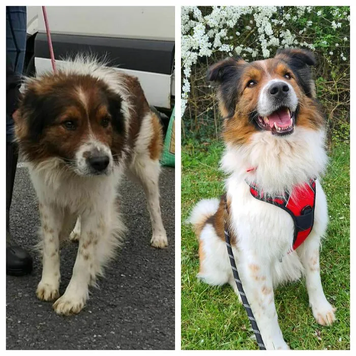 Our Sweet Boy Before & After We Adopted Him