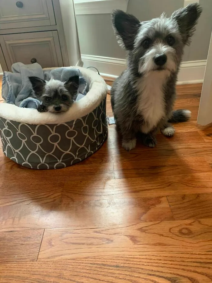 My Senior Rescue Is A Mini Version Of My Other Dog