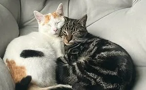 40 Soul-Healing Rescue Pet Pics To Make You Smile (February Edition)