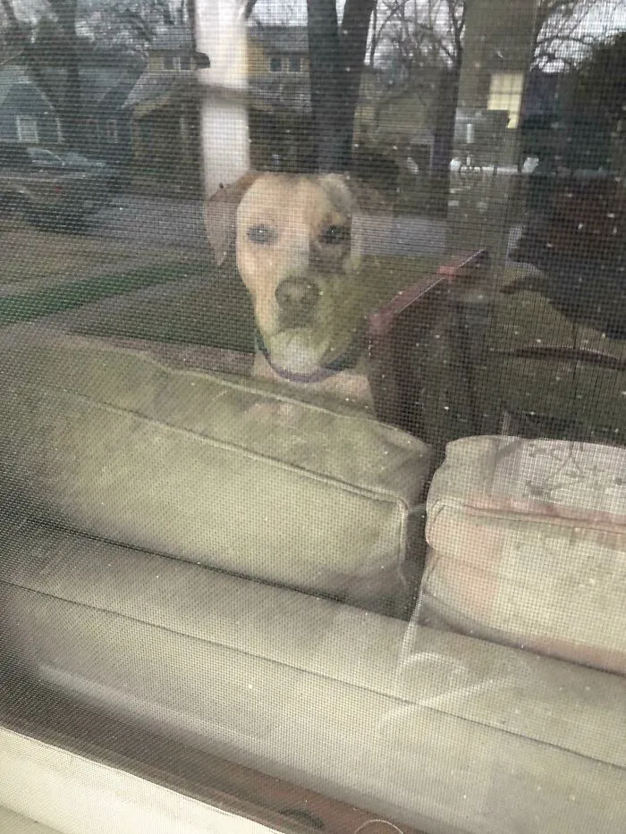 Mi perro me dejó afuera de la casa. Está lloviendo...