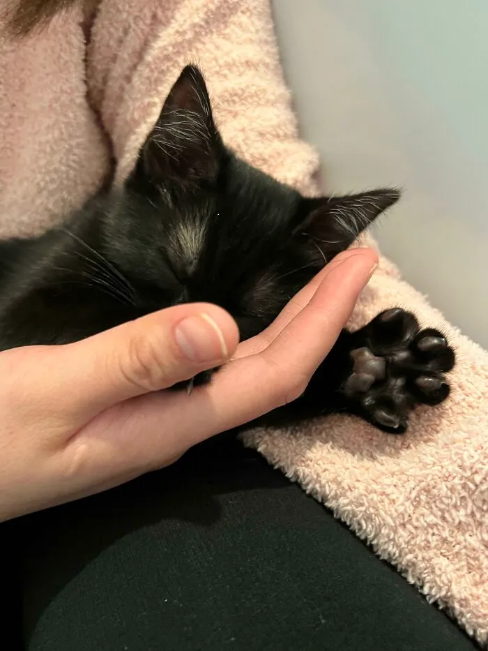 ¡Nuestra recién adoptada niña ya se deja ver!