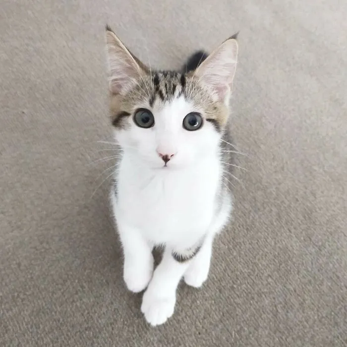 Ayer adopté mi primer gato. Conoced a Kotora