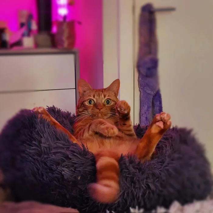 Más de Ron el gato rescatado, a petición popular