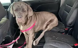 40 Soul-Healing Rescue Pet Pics To Make You Smile (February Edition)