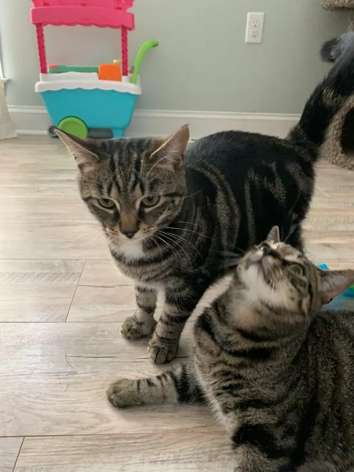 My Cats.