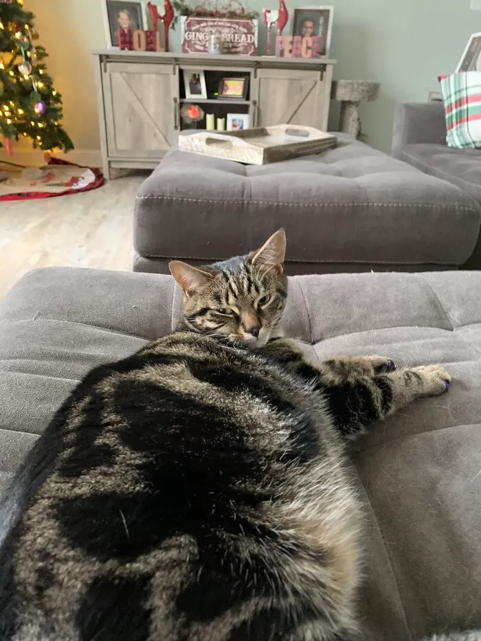 My Cat, Mitten (He Has Extra Toes But Has A Very Kind Family)