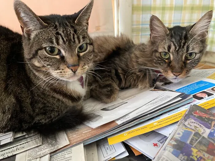 Salome And Megatron