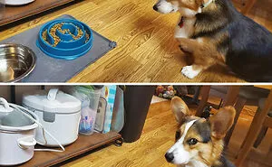 There’s A Facebook Group Dedicated To Pics Of Disapproving Corgis And Here Are 40 Of The Best Ones (New Pics)