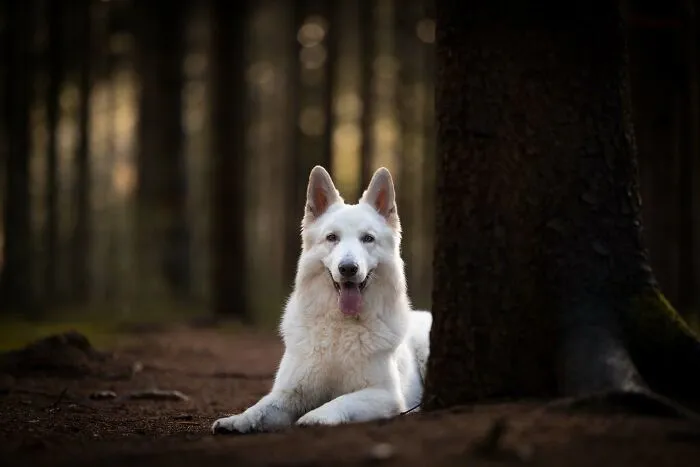 Throughout My Career As A Dog Photographer I've Met A Lot Of Wonderful Four-Legged Models, Here Are My Favorite Pictures (30 Pics)