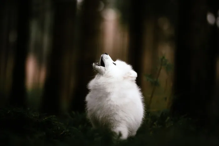 Throughout My Career As A Dog Photographer I've Met A Lot Of Wonderful Four-Legged Models, Here Are My Favorite Pictures (30 Pics)