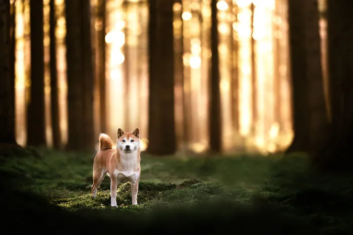 Throughout My Career As A Dog Photographer I've Met A Lot Of Wonderful Four-Legged Models, Here Are My Favorite Pictures (30 Pics)