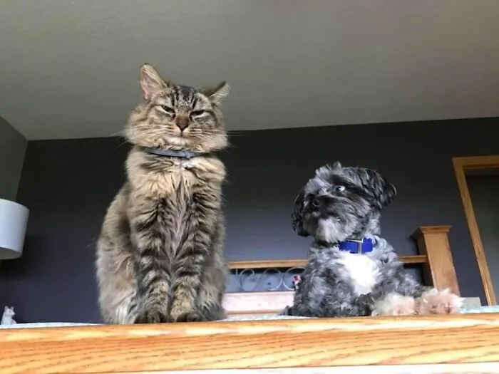 Marshmallow (& Dixie)