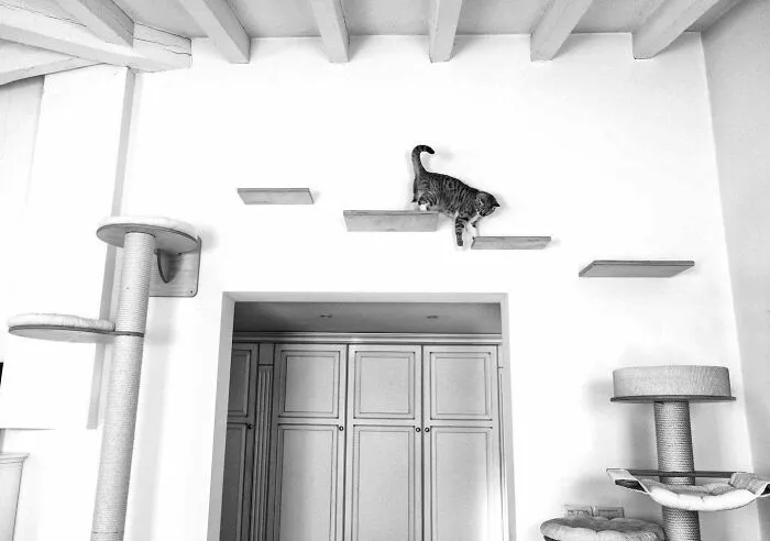 Cat Shelves