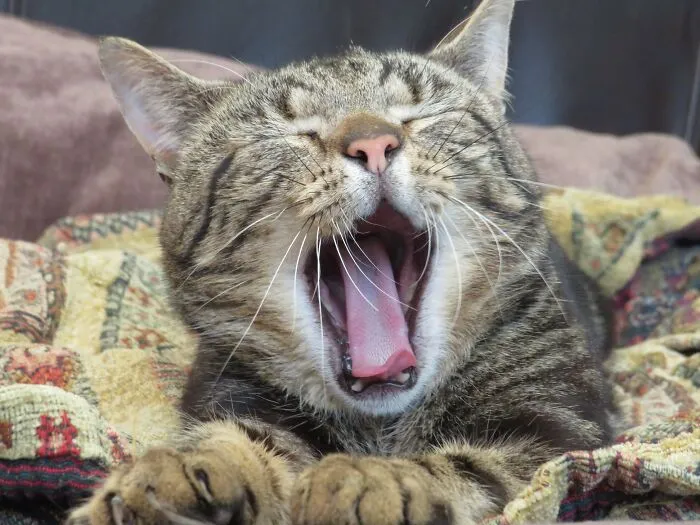 Tired Tiger