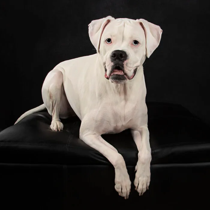 Patsy - Boxer