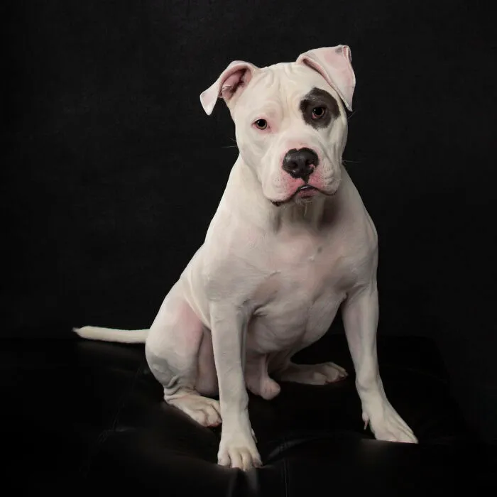 Jaxamillion - Boxer/Bully Mix