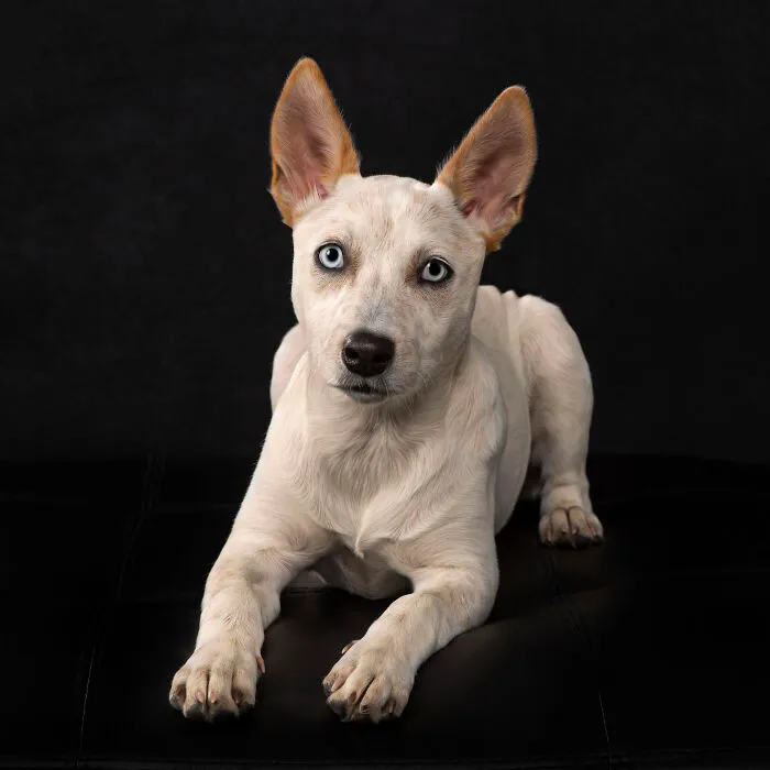 Donut - Red Heeler Mix