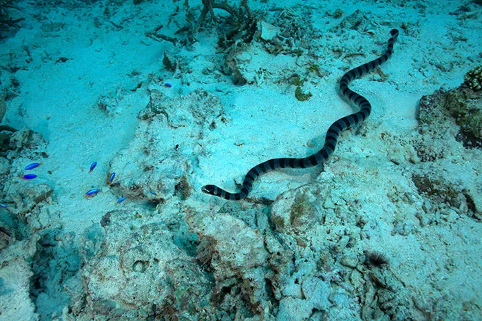 Person Online Asks Deep Sea Divers To Share The Most Horrifying Experiences Underwater, 26 Folks Deliver