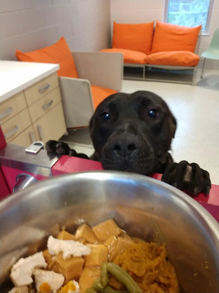 Tito, The Longest-Tenured Resident At Our Shelter, Just Got Adopted