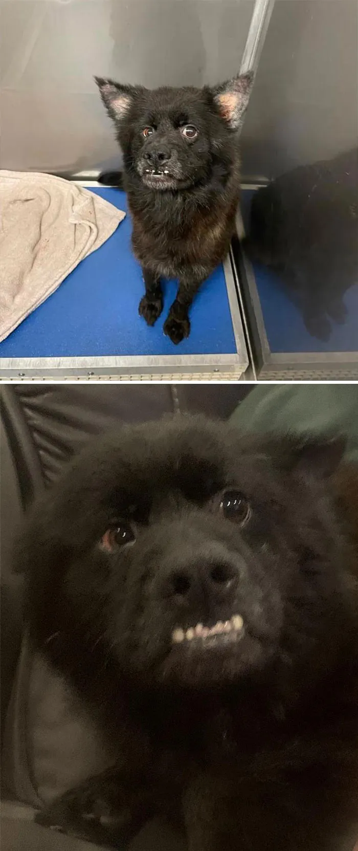 Meet Bat. A More Apt Name Does Not Exist