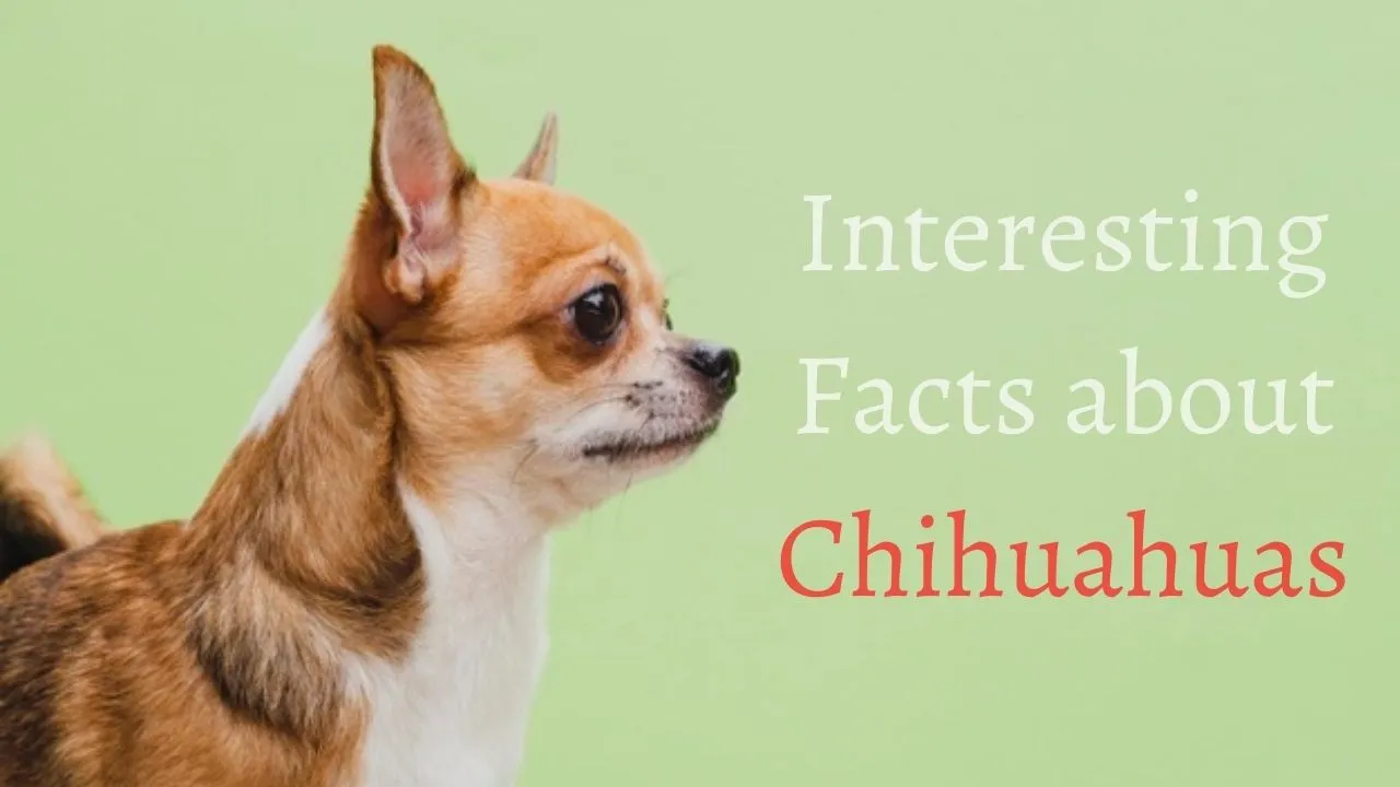 10 Fun And Interesting Facts About Adorable Chihuahuas