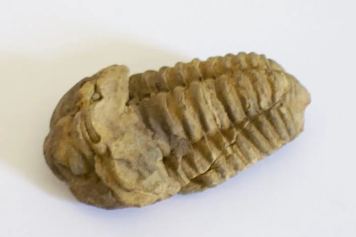 Trilobite encontrado en Sudáfrica. Aproximadamente 250 millones de años de antigüedad