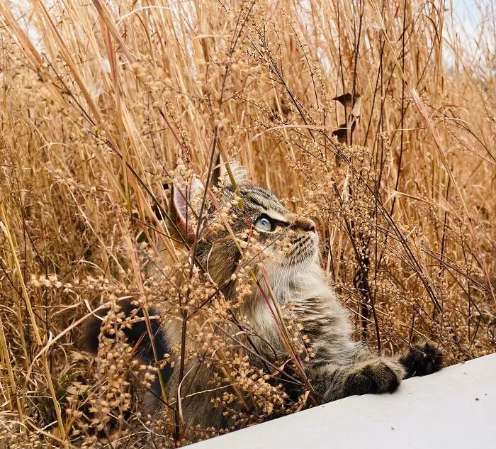 Twig The Floof