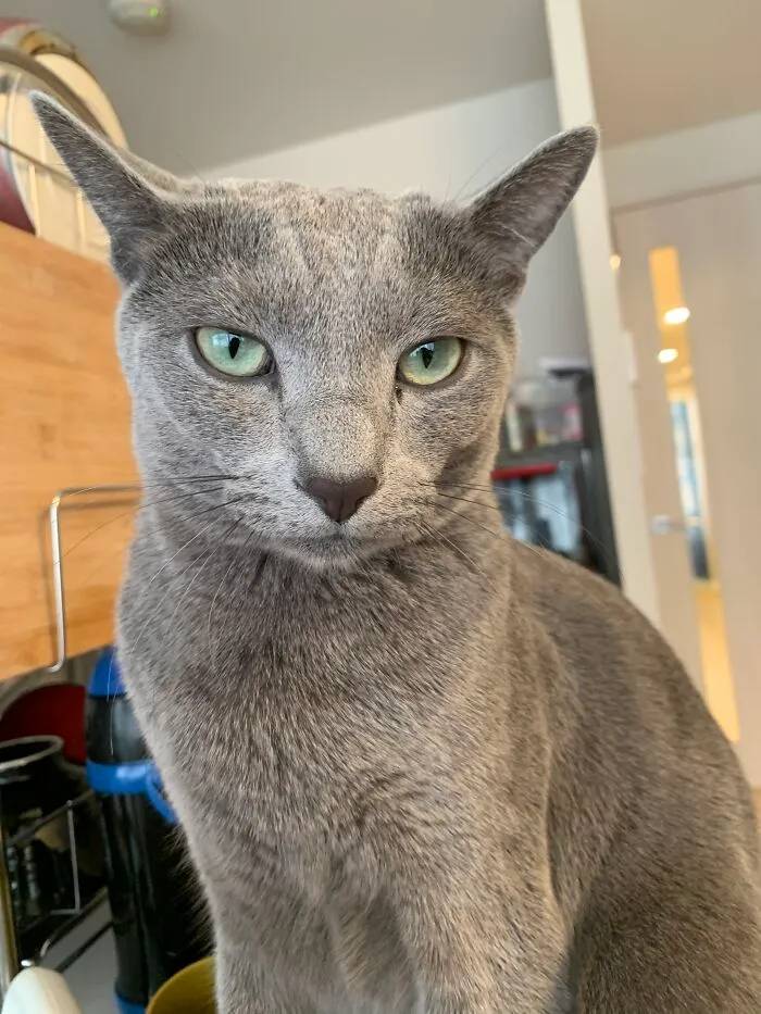 Worship Me , Human!