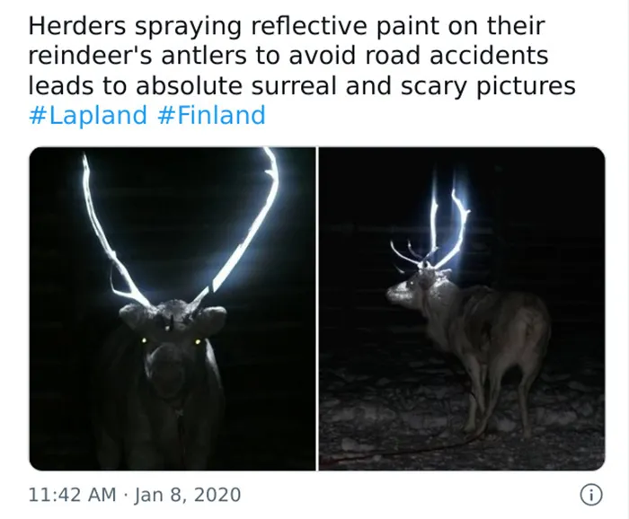 Imagine Seeing One In The Middle Of The Road While Driving