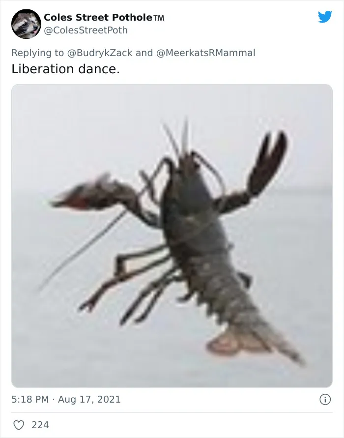 101 Y.O. Woman Is Photographed Throwing Away A Lobster Because It’s Too Small For Harvesting, And People Online Start Memeing It (30 Memes)