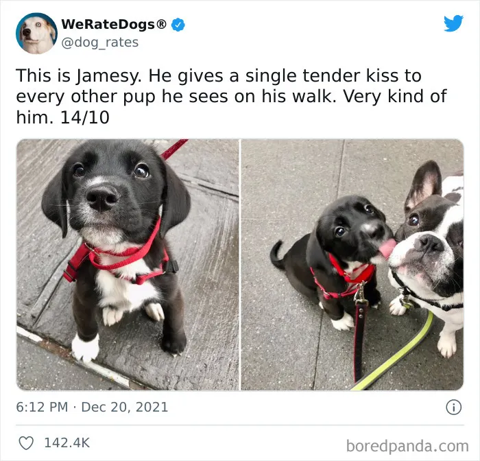 This Twitter Account Rates People's Dogs And It's Hilarious (50 New Pics)