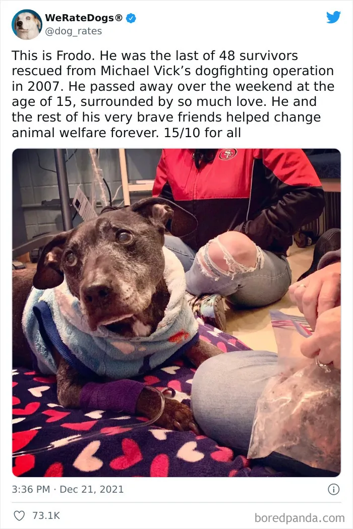 This Twitter Account Rates People's Dogs And It's Hilarious (50 New Pics)