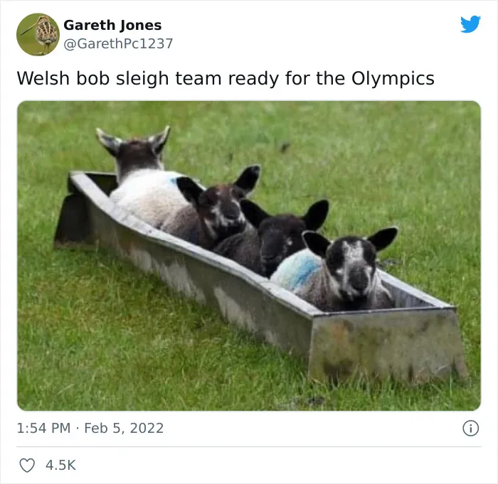 30 Times The Winter Olympic Games 2022 Was The Source Of The Funniest Memes And Reactions
