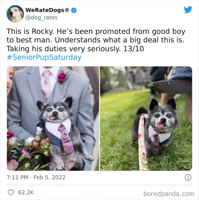 This Twitter Account Rates People's Dogs And It's Hilarious (50 New Pics)