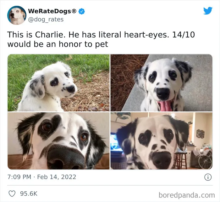 This Twitter Account Rates People's Dogs And It's Hilarious (50 New Pics)