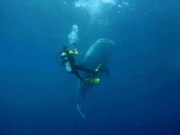 Person Online Asks Deep Sea Divers To Share The Most Horrifying Experiences Underwater, 26 Folks Deliver